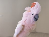 FULL EVCİL MOLUKAN KAKADU