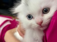 Çok özel melez oyuncu üçüz british longhair yavrular