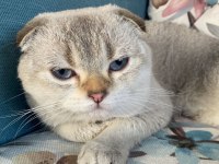 Scottish fold erkek kedimiz