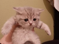 Sevimli british shorthair yavrumuz teslime hazır