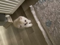 British Shorthair 2 Aylık Erkek