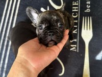 EGZOTİK BLUE TAŞIYICI FRENCH BULLDOG AKILLI ARAYANLARA