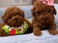 TATLI TOY POODLE YAVRULARIM 