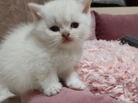 Scottish fold ve scottish straigt yavrularım