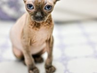 Erkek yavru sphynx kedimiz