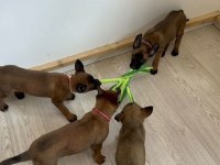 A kalite malinois yavrular
