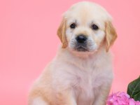 Golden Retriever Adrese Teslim Hizmetimiz Vardır