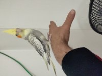 3 adet adet sultan papağanım var evcildir konuşur