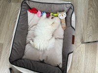 2,5 aylık dişi yavru pomeranian