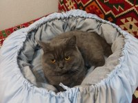 11 Aylık British Shorthair Çocuğuma Yeni Yuva