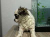 Longhair chihuahua 16 haziran doğumlu dişi