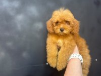 Maltipoo Yavrularımız