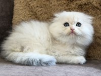 Longhair Scottish Fold Bebek