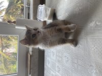 Dünyalar Güzeli British Shorthair Black Golden