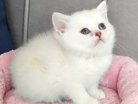 Maviş British Shorthair Prenses