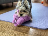 Çok sosyal birbirinden sevecen yorkshire terrier yavrular