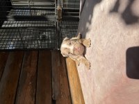 Egzotik Şecereli Muhteşem Anatomi İngiliz Bulldog
