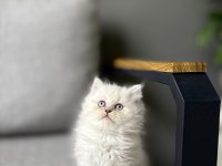 BRITISH LONGHAIR BLUE POİNT YAVRULARIM 