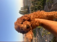 0.3 aylık erkek sağlıklı tüm aşıları tam poodle