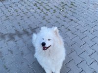 Loya’ya güzel bakıcak aile arıyoruz samoyed