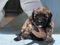 2 aylık maltese terrier
