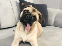5 AYLIK ERKEK PUG MOPS