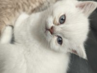 A KALİTE YAVRU KEDİLER