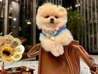 PRENSES POMERANİAN KIZIMIZ MİA