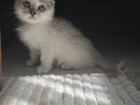 KALİTELİ ANNE VE BABADAN SAFKAN DİŞİ ERKEK BRİTİSH YAVRULAR