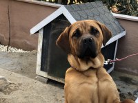 Güzel Bull Mastiff Kızımız