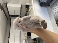 British shorthair ve longhair kediler