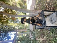 KİNG DOBERMAN YAVRULARİMİZ