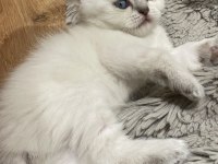 British shorthair blue point