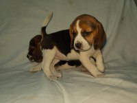 Sevimli ve Oyuncu Beagle Yavrularımız.