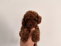 KOREA TOY POODLE GERÇEK ORJİNAL YAVRULAR