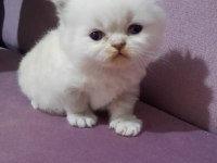 Sevimli chinchilla yavrumuz