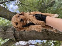 Maltipoo Dişi Erkek 