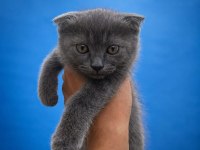 Tuvalet Eğitimli 2 Aylık Scottish Fold