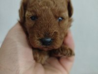 Safkan toy poodle 28cm