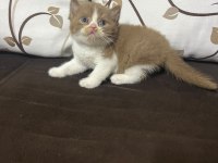 Cinnemon Bio Color Erkek Kedimiz 2 Aylık