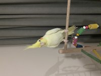 Albino Kırmızı Göz 6 Aylık Dişi Sultan Papağanı