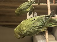 Pakistan papağanı 7 aylık