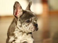 FARKLI OLMAK İSTEYENLER İÇİN EL SALVADOR KENNEL FRENCH