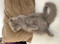 Sevimli dostum duman scottish fold