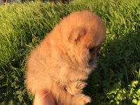 Ayı surat beyaz ve orange pomeranian köpekler