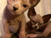 HEMEN SAHİPLENDİRİLECEK SPHYNX YAVRULARIMIZ
