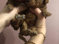 Erkek Toy Poodle Yavruları
