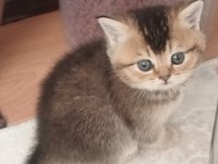 2 Aydan Küçük British Shorthair Yavrular