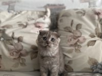 2 buçuk aylık dişi scottish fold