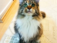 İlloai ve Arthur yavruları hepsi şampiyon adayı maine coon